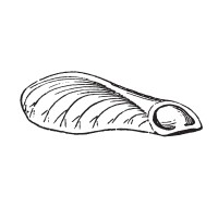 Tiny Seed Literary Journal logo - Similar company to Nimble, The Literary Journal