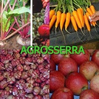 Agropecuária Guerreiro LTDA logo - Similar company to Fazenda Consentini