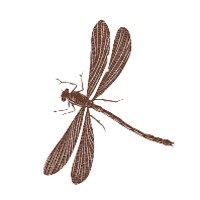 Live Your Nature logo - Similar company to Eqfit Kidss Bv