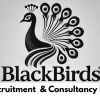 Blackbirds Recruitment & Consultancy logo - Similar company to Talent Recruitment