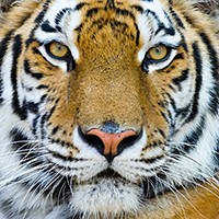 Webtigers