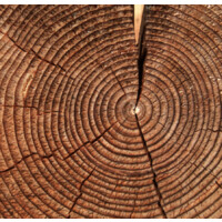 ammonista logo - Similar company to Root Whole Body