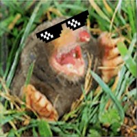 Mole Game Services logo - Similar company to Donsoft Entertainment