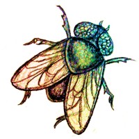 Disco Insect logo - Similar company to Solitaire Partners