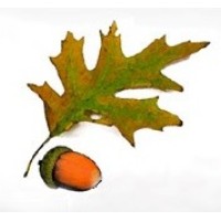 Oaktree Innovations logo - Similar company to Oaktree Innovations