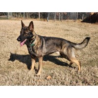 German Shepherd Dogs logo - Similar company to Dogmode Llc