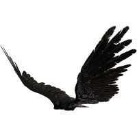 Osprey International logo - Similar company to Osprey Strategy Group