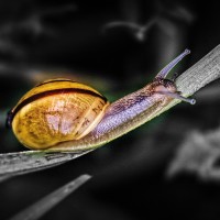 SlowerCapital