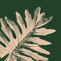 Bloomscape logo - Similar company to Ready Fleet