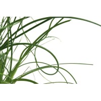Plantrent Group logo - Similar company to Docit Consult Bv