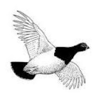 Ptarmigan Aviation Ltd logo - Similar company to Ballywire Media