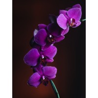 The Orchid Organization logo - Similar company to Wells For Wellness