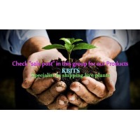 Nursery Kebun Bandar logo - Similar company to Brilliant Hr Solutions