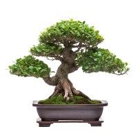 Boulder Bonsai logo - Similar company to Boulder Launchpad