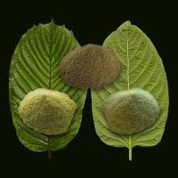 Extreme Kratom logo - Similar company to Ez Kratom