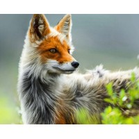 Fox Creek Capital logo - Similar company to Fox Creek Capital