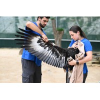 Raptor Recovery Australia logo - Similar company to Bison Planet