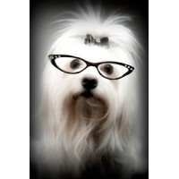 Engle Eyewear: Premium Eyewear & Expert Eye Care Services logo - Similar company to Bizsolutions Llc