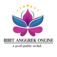 Bibit Anggrek Online