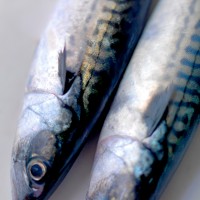 Arctic Seafood Norway AS logo - Similar company to Order Sencillo