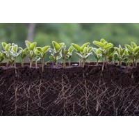 Soil Science logo - Similar company to Soil Science Society - Foa