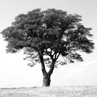 Novos Povoadores logo - Similar company to Grous Partners - Rural Tourism Experts