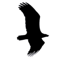 Corvid Studios logo - Similar company to Corvid Studio