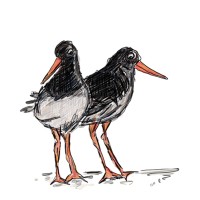 The Oystercatcher Otter Ferry