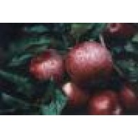 Green Mountain Orchards Inc