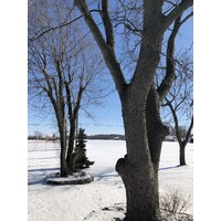 Tree Service Springfield logo - Similar company to Tree Service Phoenix