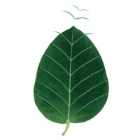 Chlorophyll Brand & Communications Consultancy