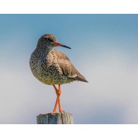 Redshank Consulting Limited logo - Similar company to Integrity Business Systems, Llc