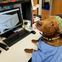 Veterinary Referral and Critical Care logo - Similar company to Pangel™