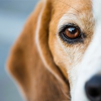 Vista Animal Hospital Llc