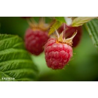 Enfield Farms Inc logo - Similar company to Acehedge