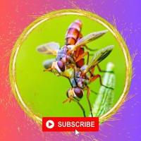 canvapro design logo - Similar company to Archita Essentials Pvt. Ltd.