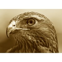 Dauntless Consulting, LLC logo - Similar company to Ryder Consulting Group