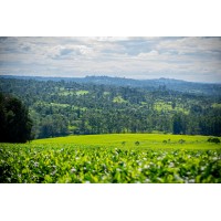 Sotik Tea Companies logo - Similar company to Sasini Plc