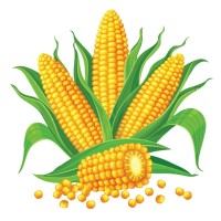 RAJARAM MAIZE PRODUCTS PRIVATE LIMITED logo - Similar company to Swastik Agro Impex (India) Private Limited