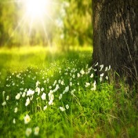 Zonne-Initiatief Hoorn