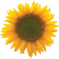 Vista Software