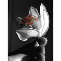 Floral Studio LLC logo - Similar company to Duet Floral Studio