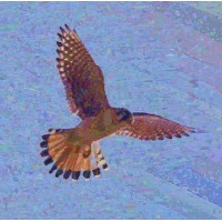 Kestrel Drones