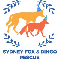 Sydney Fox and Dingo Rescue logo - Similar company to Pawsitive Play, Llc