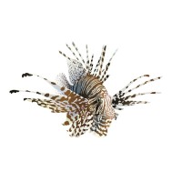 LionFish Litigation Finance Limited logo - Similar company to Litfincon