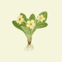 Olly Forster Horticulture & Design logo - Similar company to Share