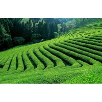 Tea logo - Similar company to Bimsquare