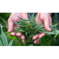 Organic Hemp for Health logo - Similar company to Speech Delivery Pro