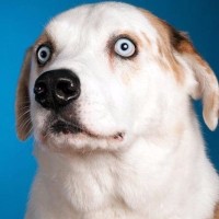 WeRateDogs logo - Similar company to 15/10 Foundation