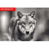 Morwest Crane & Services Ltd. logo - Similar company to Elite Formwork